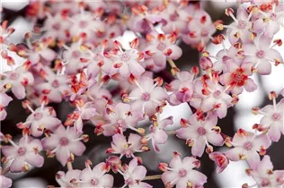 - Sambucus nigra 'Thundercloud'  - Sambucus nigra 'Thundercloud'