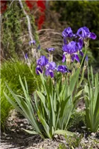 Iris x germanica 'Alfred' - Schwertlilie