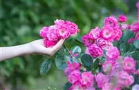 - Die Rose – Wellness und Schönheit in einem  - Die Rose – Wellness und Schönheit in einem
