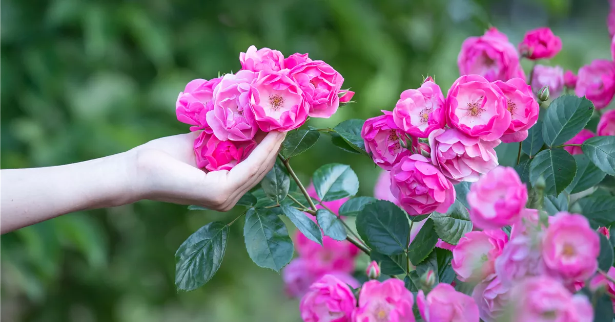  - Die Rose – Wellness und Schönheit in einem