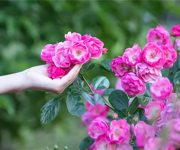 - Die Rose – Wellness und Schönheit in einem  - Die Rose – Wellness und Schönheit in einem