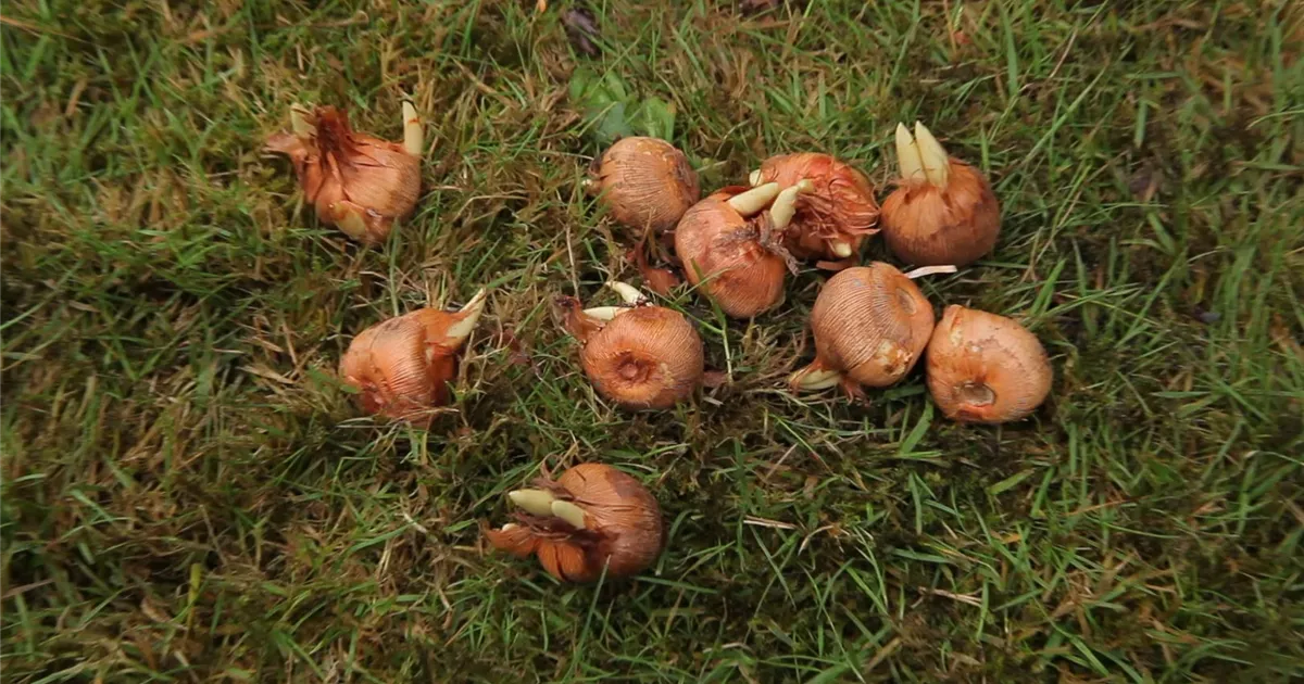  - Herbst-Krokus einpflanzen im Garten