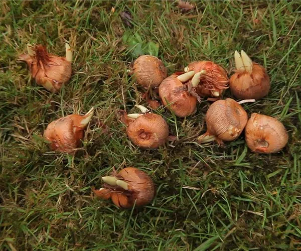 - Herbst-Krokus einpflanzen im Garten  - Herbst-Krokus einpflanzen im Garten