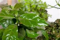  - Eigener Kaffee aus dem Garten – das ist möglich