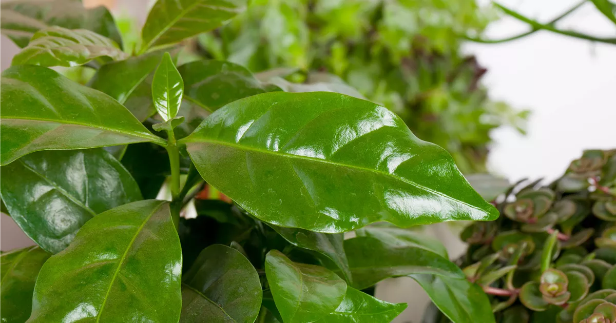  - Eigener Kaffee aus dem Garten – das ist möglich