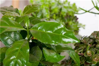 Coffea arabica - Kaffeestrauch