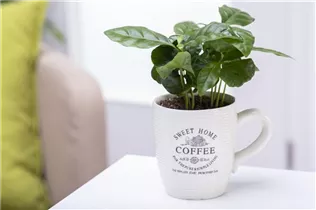 Coffea arabica - Kaffeestrauch