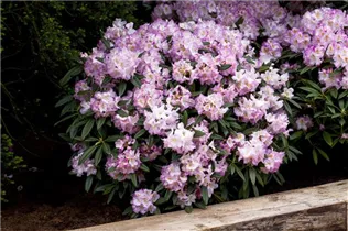  - Rhododendron 'Brigitte'