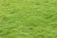 - Der gepflegte Rasen  - Der gepflegte Rasen