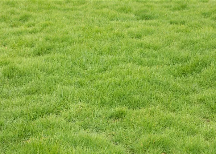 Rasensamen & Zubehör Rasensamen & Zubehör