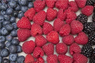 Beerenobst - Beeren Beerenobst - Beeren