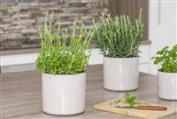 - Besondere Kräuter mit ganz besonderen Aromen  - Besondere Kräuter mit ganz besonderen Aromen