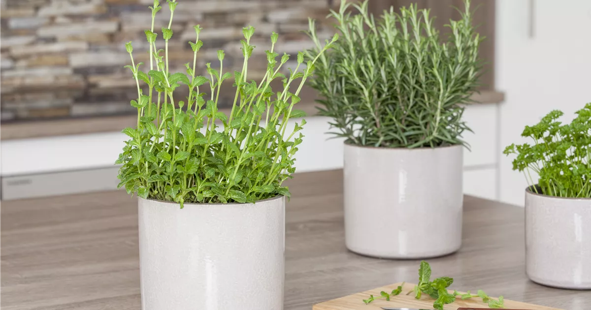 - Besondere Kräuter mit ganz besonderen Aromen