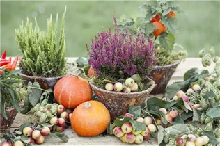 Malus Hybride - Zier-Apfel