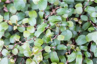Muehlenbeckia complexa - Drahtwein