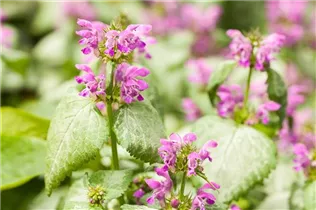 Lamium maculatum - Gefleckte Taubnessel