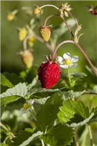 Fragaria vesca var. semperflorens - Monats-Erdbeere Fragaria vesca var. semperflorens - Monats-Erdbeere
