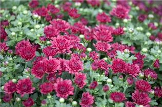 Chrysanthemum indicum - Herbst-Chrysantheme