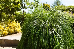 Pennisetum alopecuroides - Asiatisches Federborstengras Pennisetum alopecuroides - Asiatisches Federborstengras