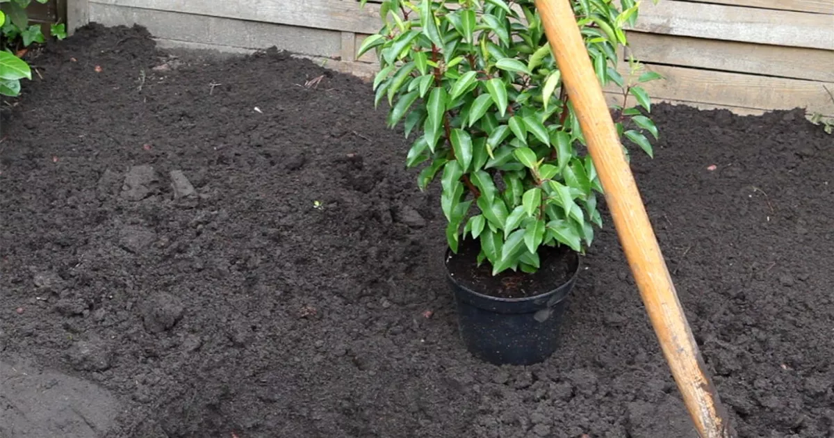  - Portugiesische Kirschlorbeer - Einpflanzen im Garten