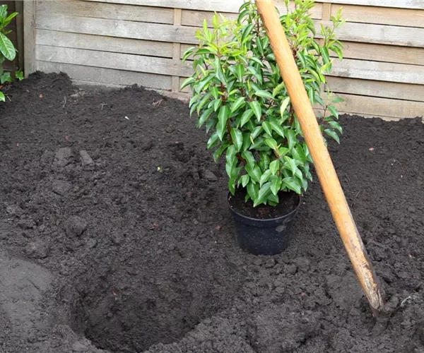  - Portugiesische Kirschlorbeer - Einpflanzen im Garten