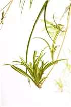 Chlorophytum comosum - Grünlilie Chlorophytum comosum - Grünlilie