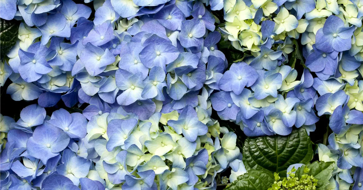  - Der schöne Garten-Klassiker – die Hortensie
