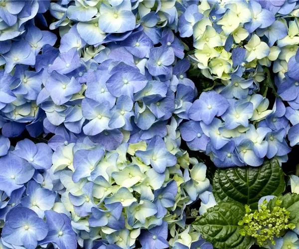 - Der schöne Garten-Klassiker – die Hortensie  - Der schöne Garten-Klassiker – die Hortensie