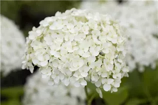 Hydrangea paniculata - Rispenhortensie Hydrangea paniculata - Rispenhortensie