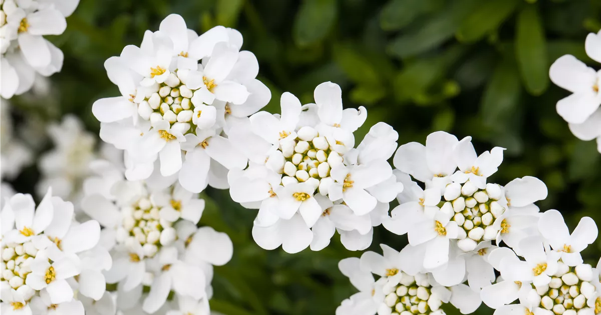  - Die immergrüne Schleifenblume – Farbe garantiert