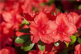  - Rhododendron molle ssp. japonicum 'Nordlicht'