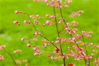 - Das Purpurglöckchen – Zarte und filigrane Schönheit  - Das Purpurglöckchen – Zarte und filigrane Schönheit