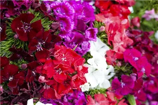 Dianthus barbatus - Garten-Bart-Nelke