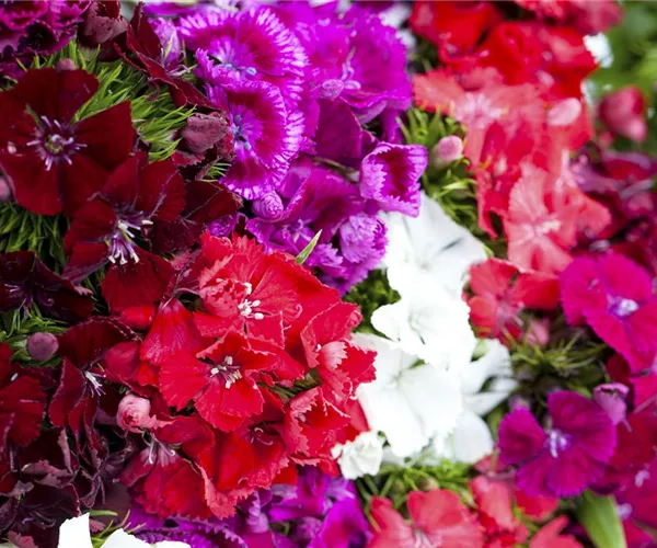 - Die Bartnelke – der Star in jedem Bauerngarten  - Die Bartnelke – der Star in jedem Bauerngarten