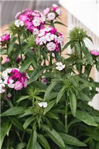 Dianthus barbatus 'Victoria' - Bartnelke 'Victoria'