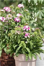 Dianthus barbatus 'Victoria' - Bartnelke 'Victoria'