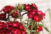 - Die Bartnelke – die robuste Schönheit vom Lande  - Die Bartnelke – die robuste Schönheit vom Lande