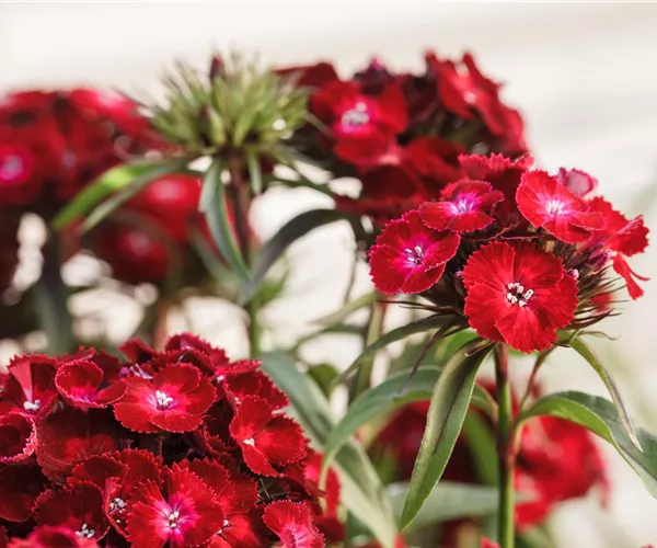  - Die Bartnelke – die robuste Schönheit vom Lande