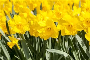 Narcissus Trumpet - Trompeten-Narzisse