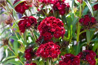 Dianthus barbatus 'Barbarini Red' - Bartnelke 'Barbarini Red' Dianthus barbatus 'Barbarini Red' - Bartnelke 'Barbarini Red'