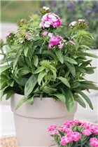 Dianthus barbatus 'Victoria' - Bartnelke 'Victoria'