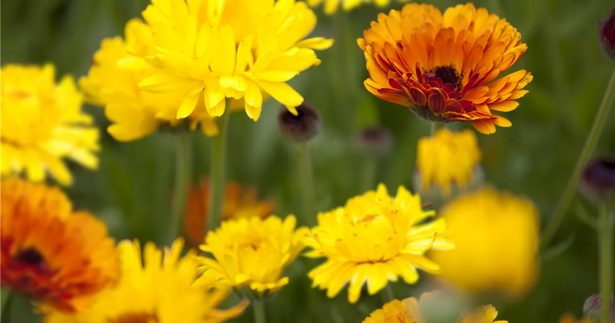  - Gartenzauber im Zaubergarten. Etwas Magie gefällig?