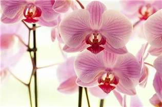 Phalaenopsis, rosa - Schmetterlingsorchidee