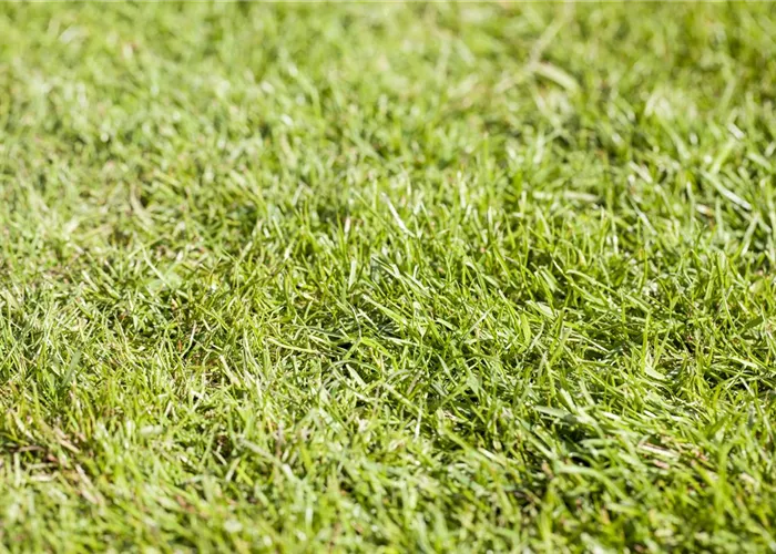 - Rasensamen  - Rasensamen