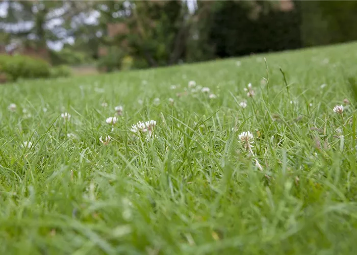 - Streuwagen  - Streuwagen