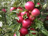 - Obstbäume veredeln – frische neue Früchte  - Obstbäume veredeln – frische neue Früchte