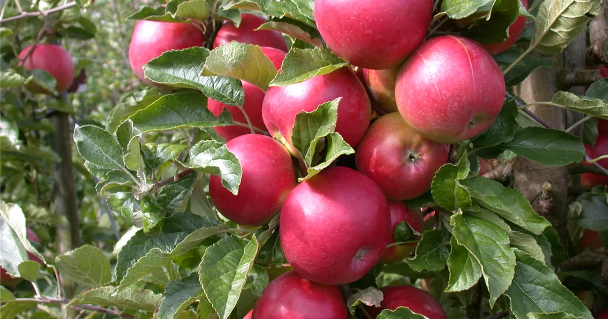  - Obstbäume veredeln – frische neue Früchte