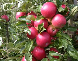 Obstbäume veredeln – frische neue Früchte