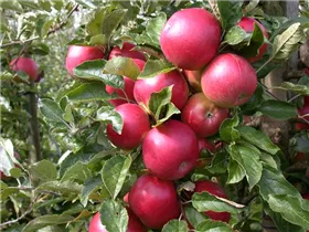 Malus domestica 'Pinova'(s) - Apfel 'Pinova'(s)