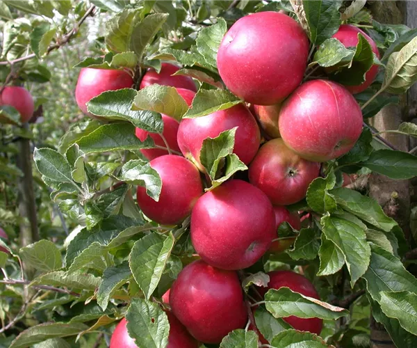 - Obstbäume veredeln – frische neue Früchte  - Obstbäume veredeln – frische neue Früchte